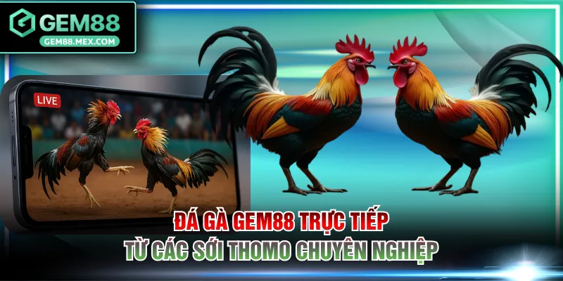 Đá gà GEM88 trực tiếp từ các sới Thomo chuyên nghiệp