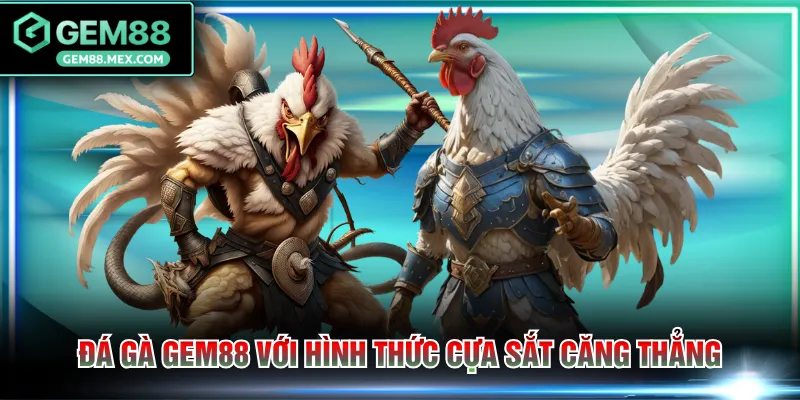 Đá gà GEM88 với hình thức cựa sắt căng thẳng